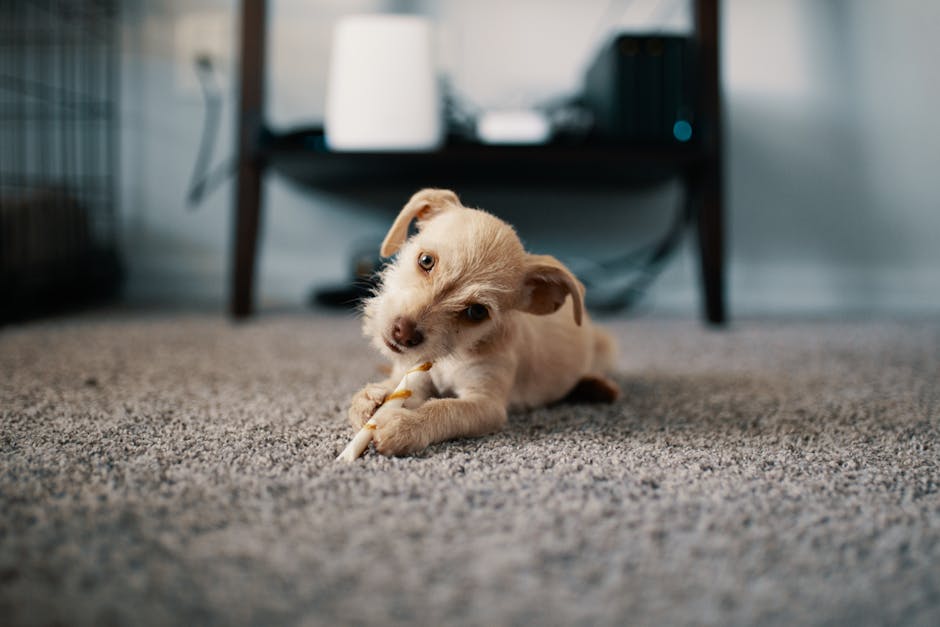 Pet stain removal costs in Marylebone: what to expect image